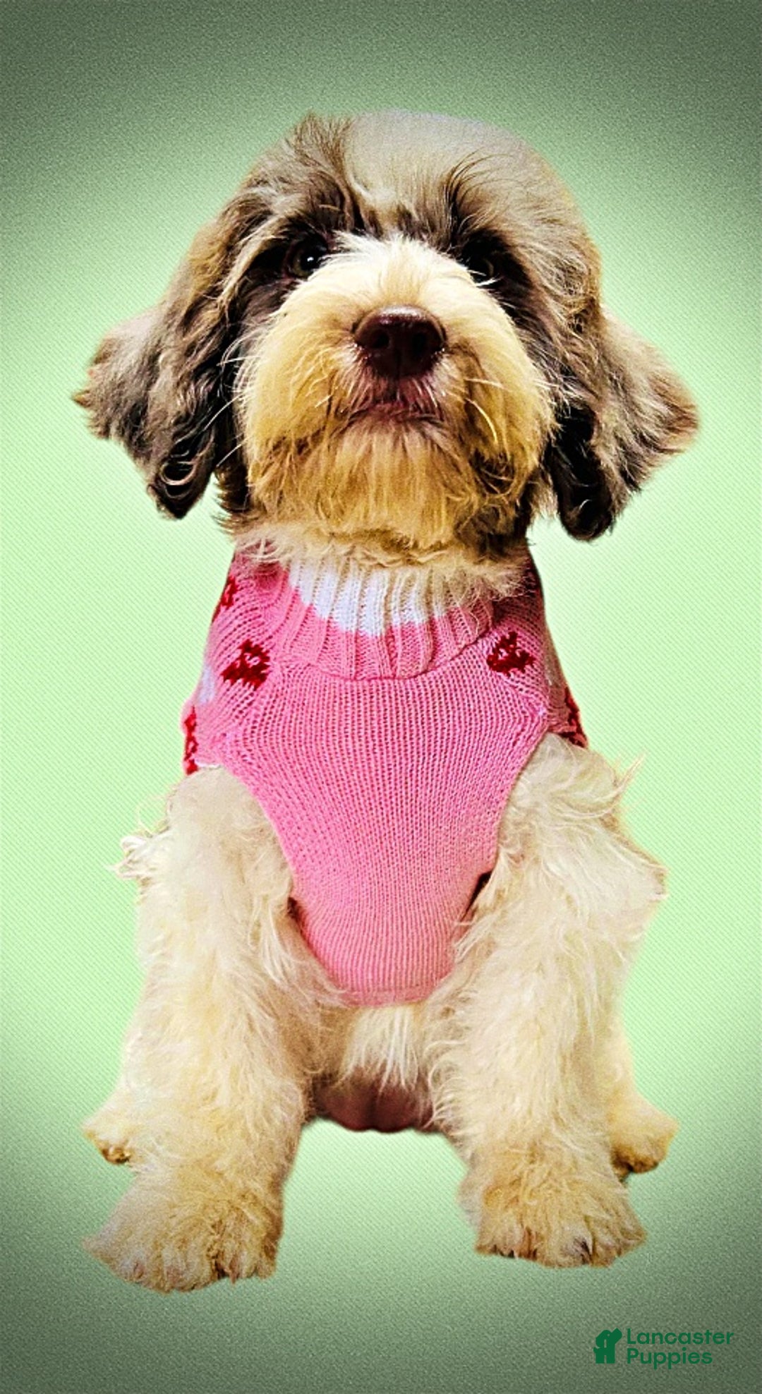 Havapoo dogs for sale: Pixie - Ad 11