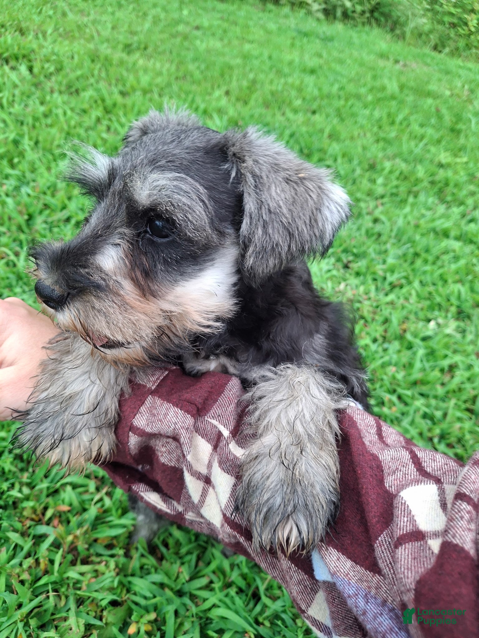 Miniature Schnauzer dogs Piper - Ad 2