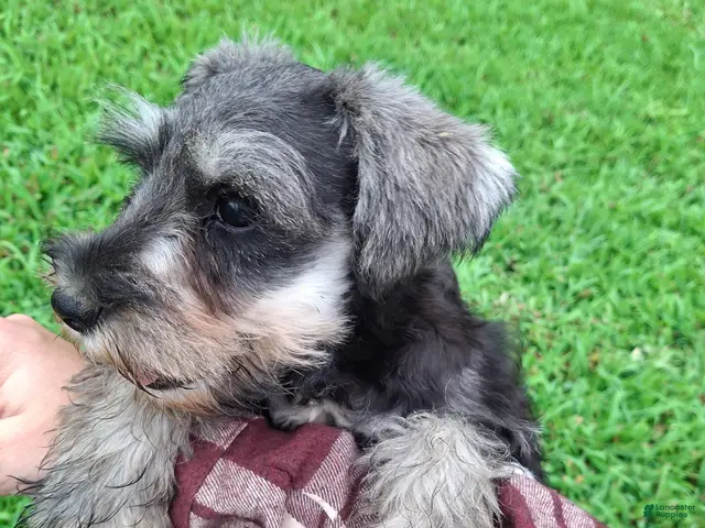 Miniature Schnauzer dogs Piper - Ad 2