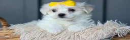 Maltese dogs for sale: PEBBLES - Ad 14