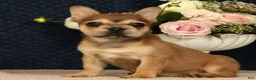 French Bulldog dogs for sale: Jill - Ad 1