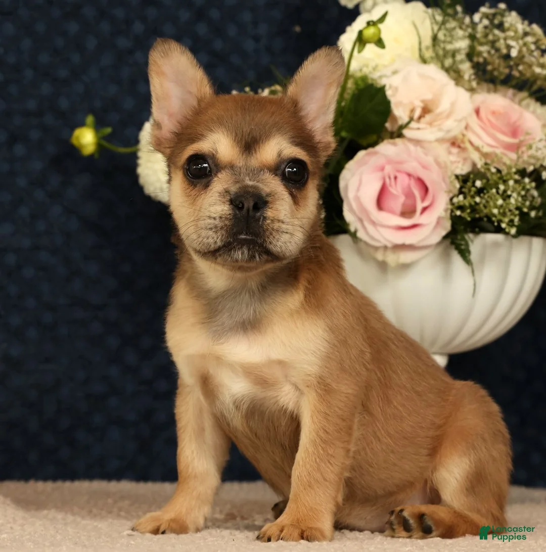 French Bulldog dogs for sale: Jill - Ad 1
