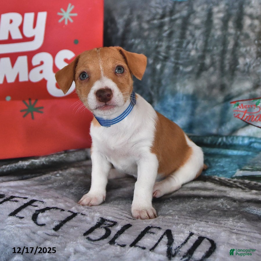 Jack Russell Terrier dogs Lucy - Ad 3