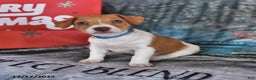 Jack Russell Terrier dogs for sale: Lucy - Ad 1