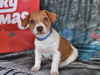 Jack Russell Terrier dogs Lucy - Ad 8