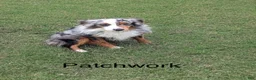 Miniature Australian Shepherd dogs for sale: Jake - Ad 9
