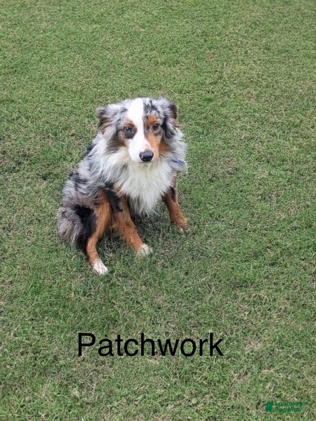 Miniature Australian Shepherd dogs for sale: Jake - Ad 9