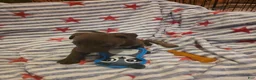 Mixed Breed dogs for sale: Mixed Breed 9 - Ad 3