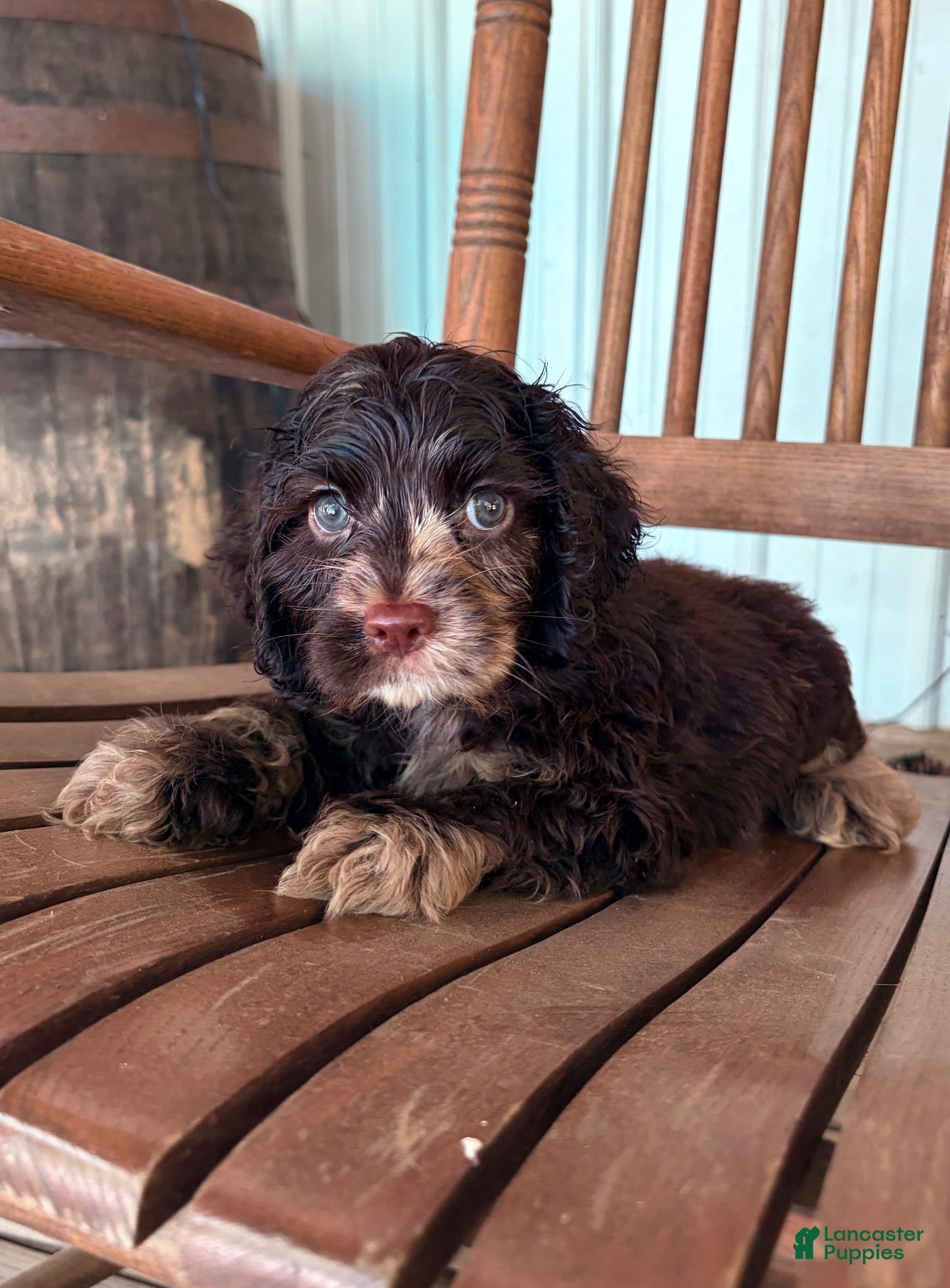 Cocker Spaniel dogs Cocker Spaniel 1 - Ad 5