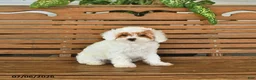Mixed Breed dogs for sale: Koby - Ad 3