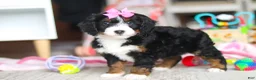 Mini Bernedoodle dogs for sale: Sky - Ad 4