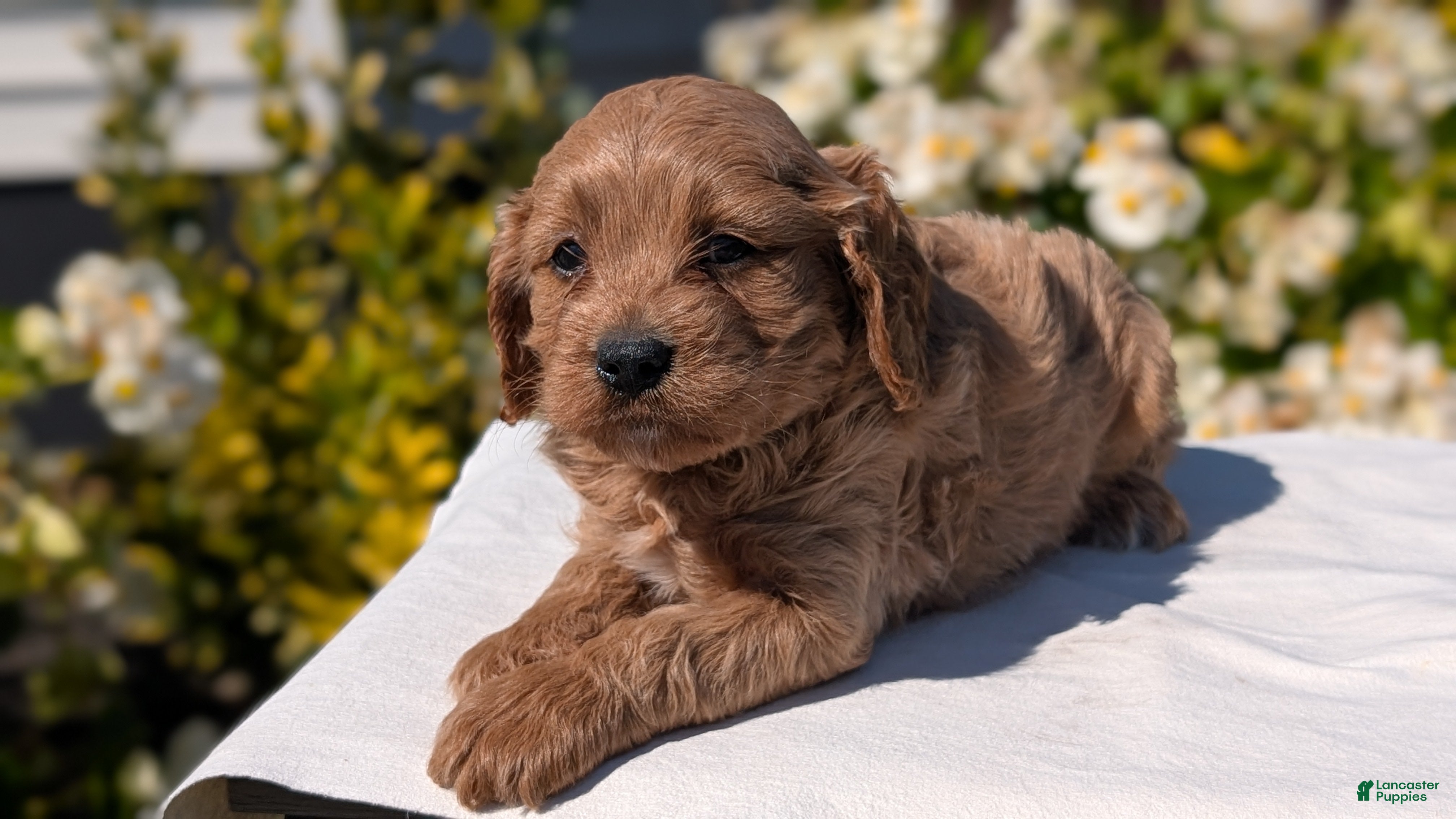 Cavapoo dogs Ollie - Ad 2