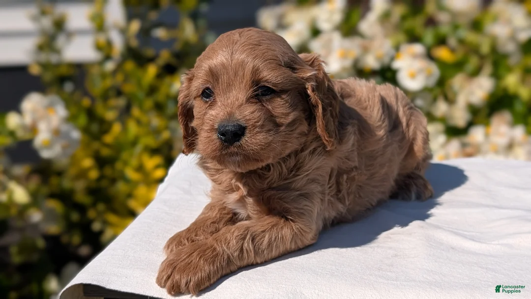 Cavapoo dogs for sale: Ollie - Ad 2
