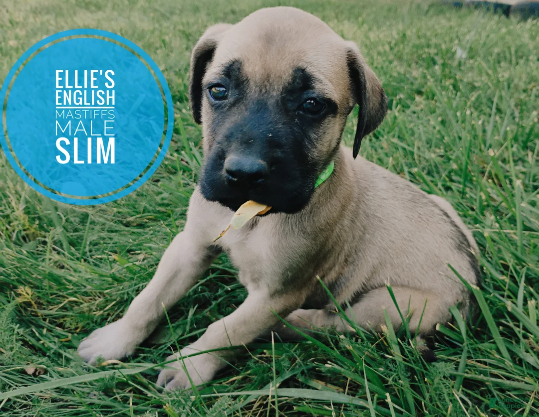 English Mastiff dogs for sale: Slim - Ad 1