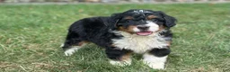 Mini Bernedoodle dogs for sale: Blossom - Ad 5