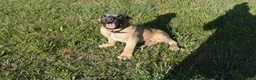 Cane Corso dogs for sale: Tiny - Ad 3