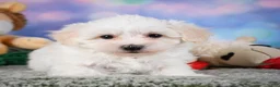 Maltipoo dogs for sale: milo - Ad 3