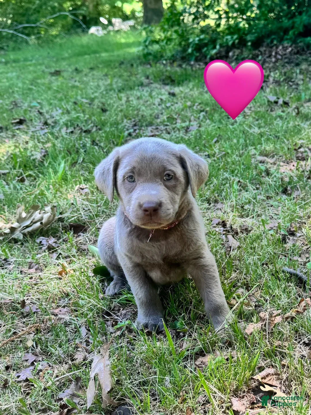 Labrador Retriever dogs for sale: Pink - Ad 1