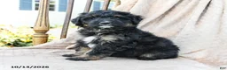 Mini Bernedoodle dogs for sale: Ranger - Ad 1