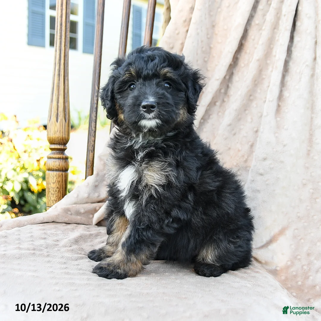 Mini Bernedoodle dogs for sale: Ranger - Ad 1