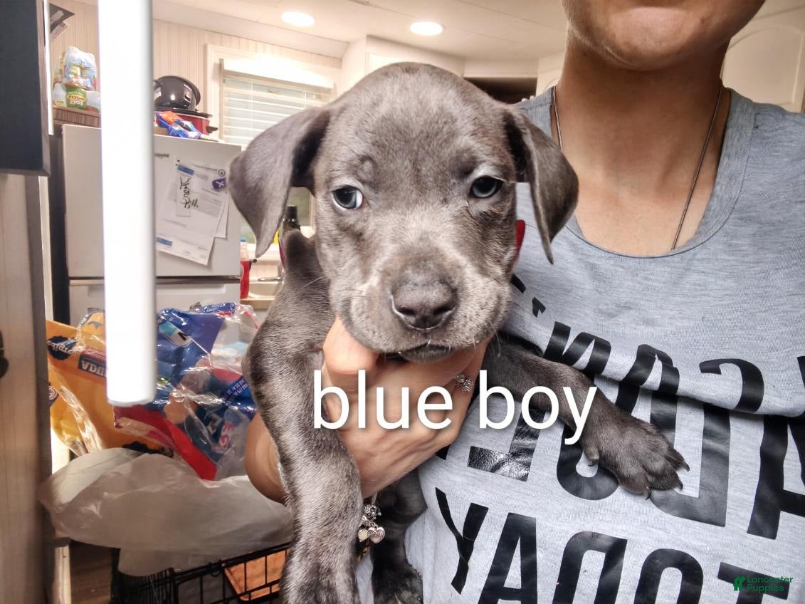 Mixed Breed dogs Mixed Breed 2 - Ad 18