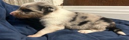 Australian Shepherd dogs for sale: Ruth - Ad 14