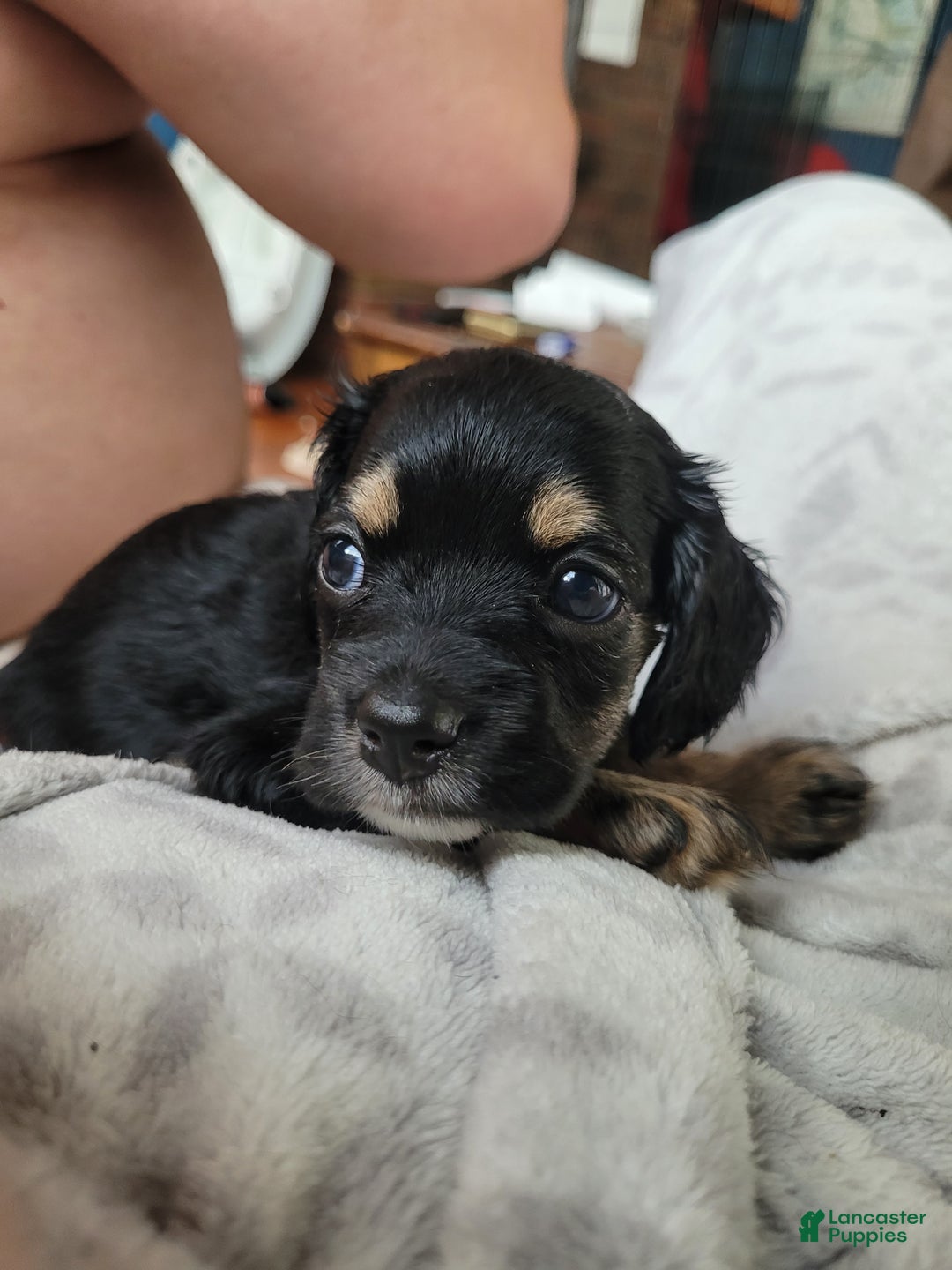 Cocker Spaniel dogs for sale: Pink collar Girl  - Ad 2