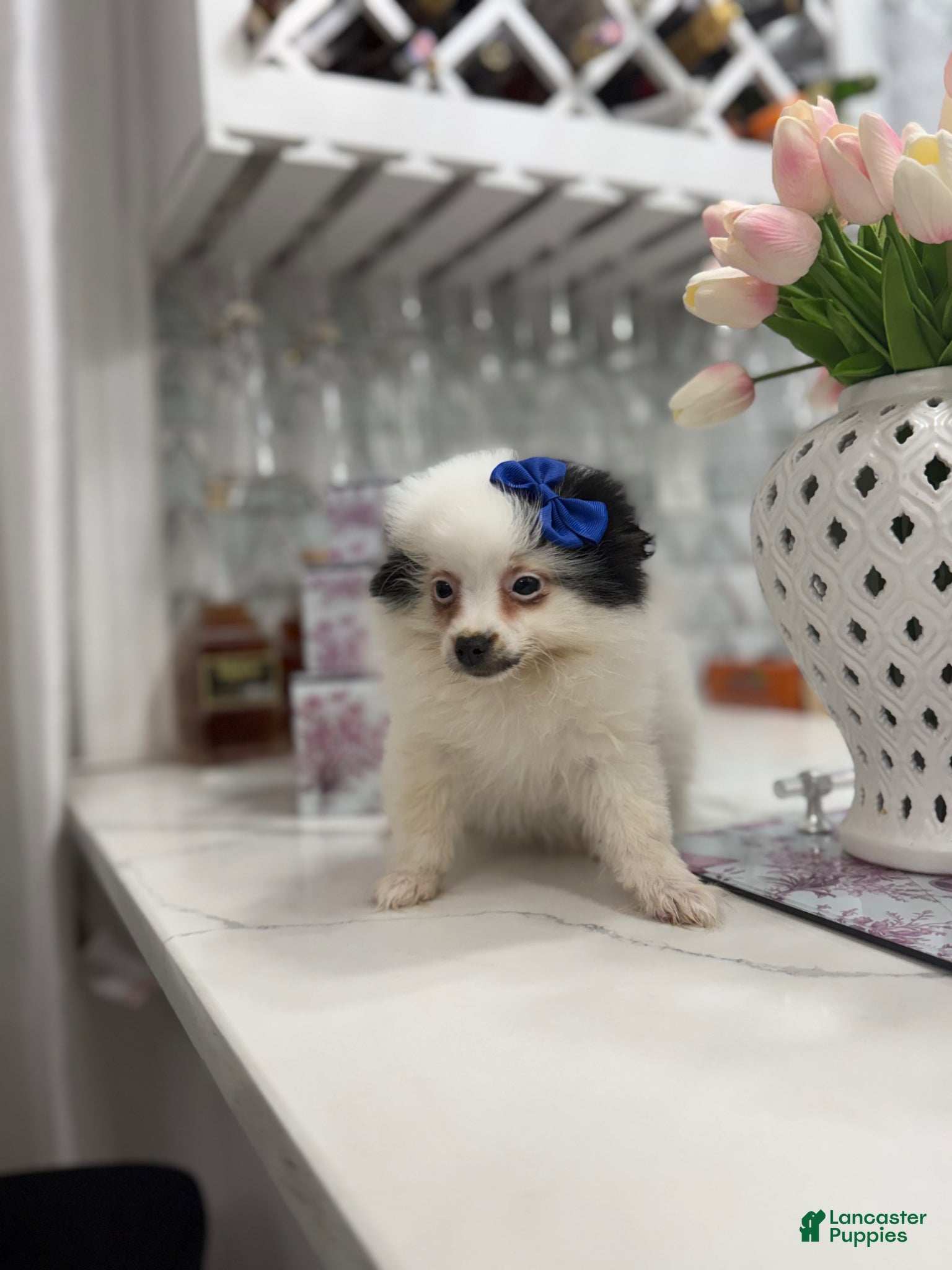 Pomeranian dogs Lucy - Ad 6