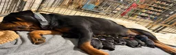 Rottweiler dogs for sale: Ruby - Ad 15