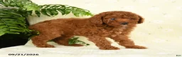 Toy Poodle dogs for sale: Jason - Ad 4