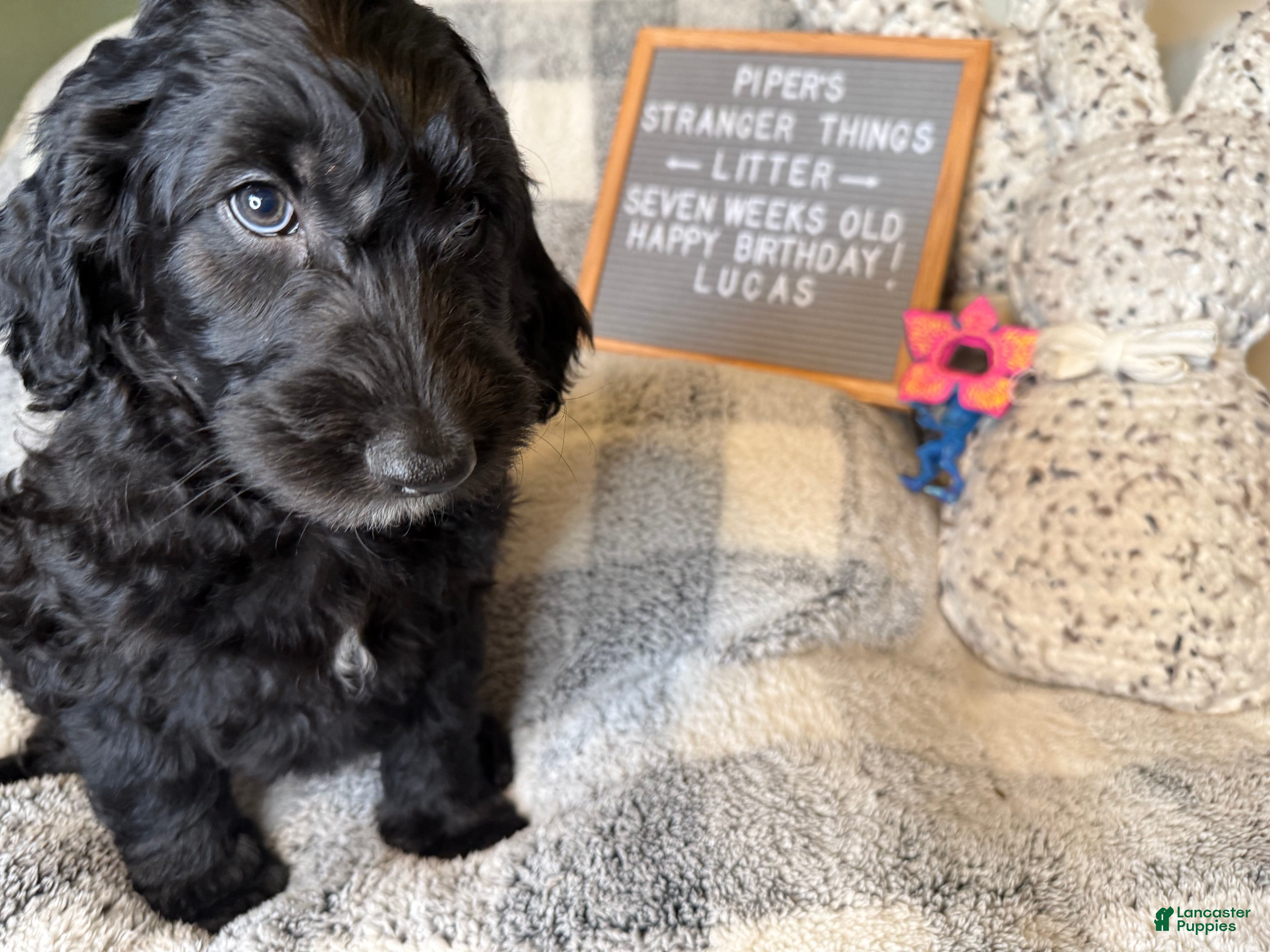Goldendoodle dogs Lucas - Ad 28