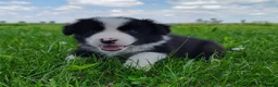 Border Collie dogs for sale: Eco - Ad 8