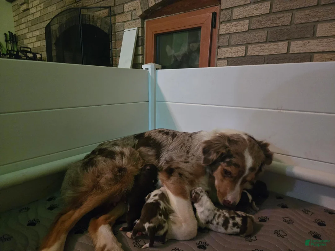 Australian Shepherd dogs for sale: Australian Shepherd 7 - Ad 2