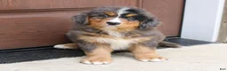 Bernedoodle dogs for sale: Chloe  - Ad 3