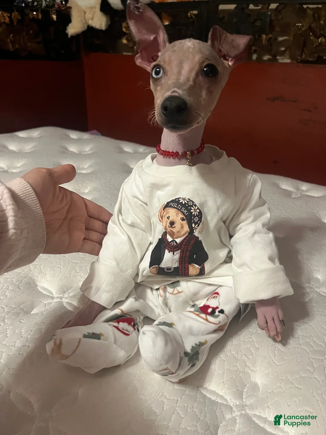 Rat Terrier dogs for sale: Luka American hairless terrier (rat terrier) - Ad 7