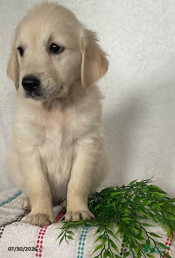Golden Retriever dogs Maggie - Ad 2
