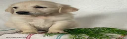 Golden Retriever dogs for sale: Maggie - Ad 2