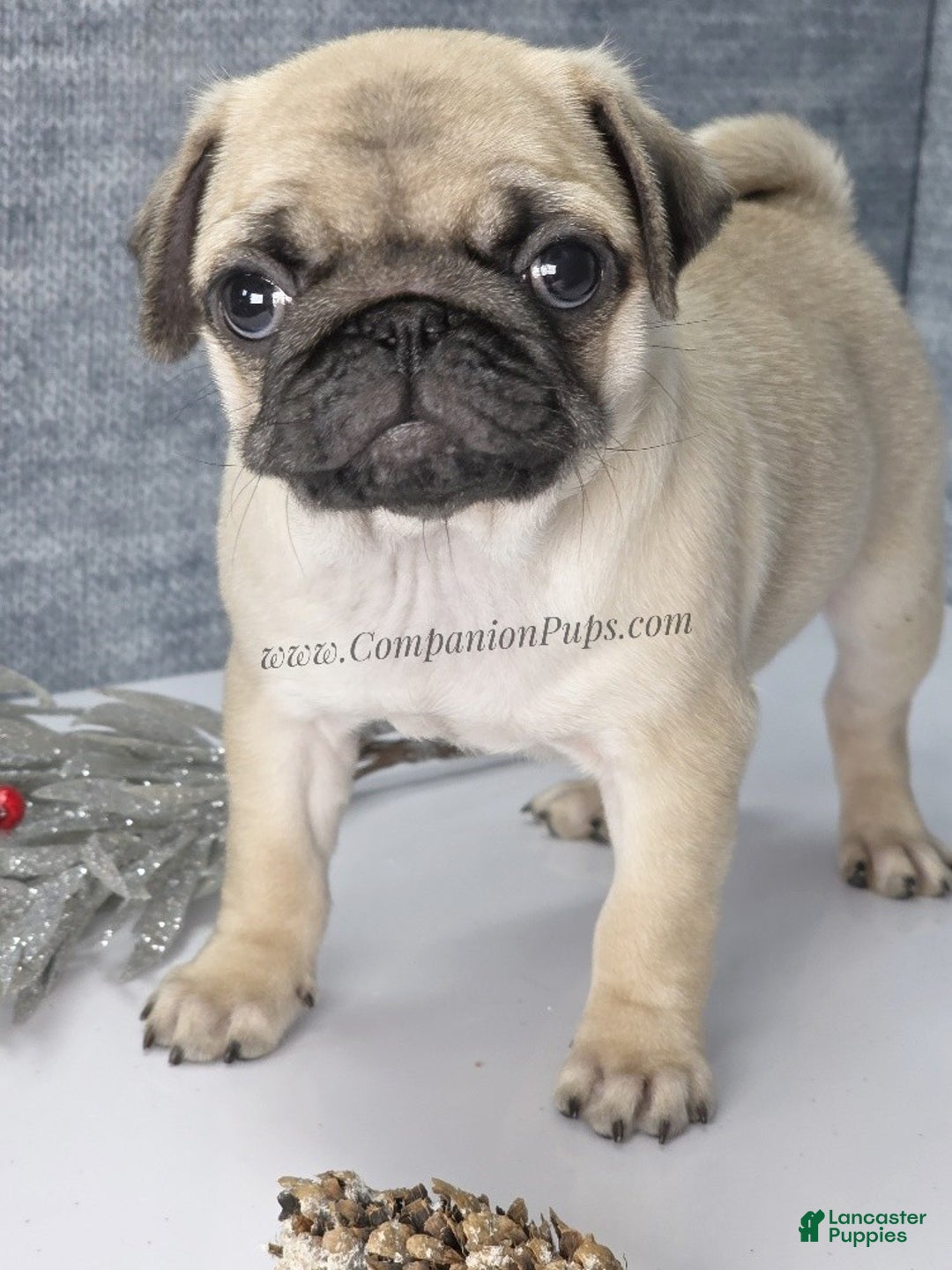 Pug dogs for sale: Marie Soft, Sweet, Playful Pug Pup! Great Christmas Present! - Ad 1