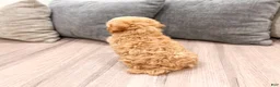 Miniature Poodle dogs for sale: Blaze - Ad 5