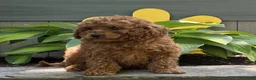 Cavapoo dogs for sale: Corey  - Ad 2