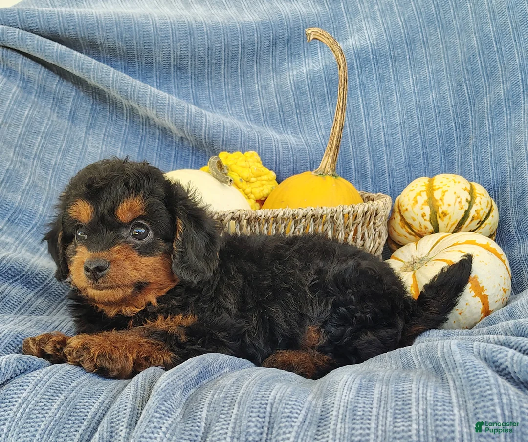 Mixed Breed dogs for sale: Snoopy  - Ad 2