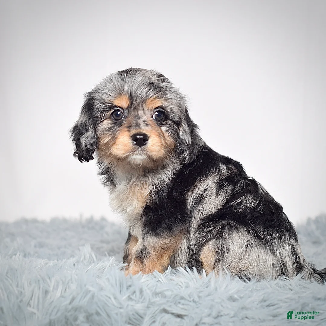 Cavapoo dogs for sale: Ms. Bonnie - Ad 6