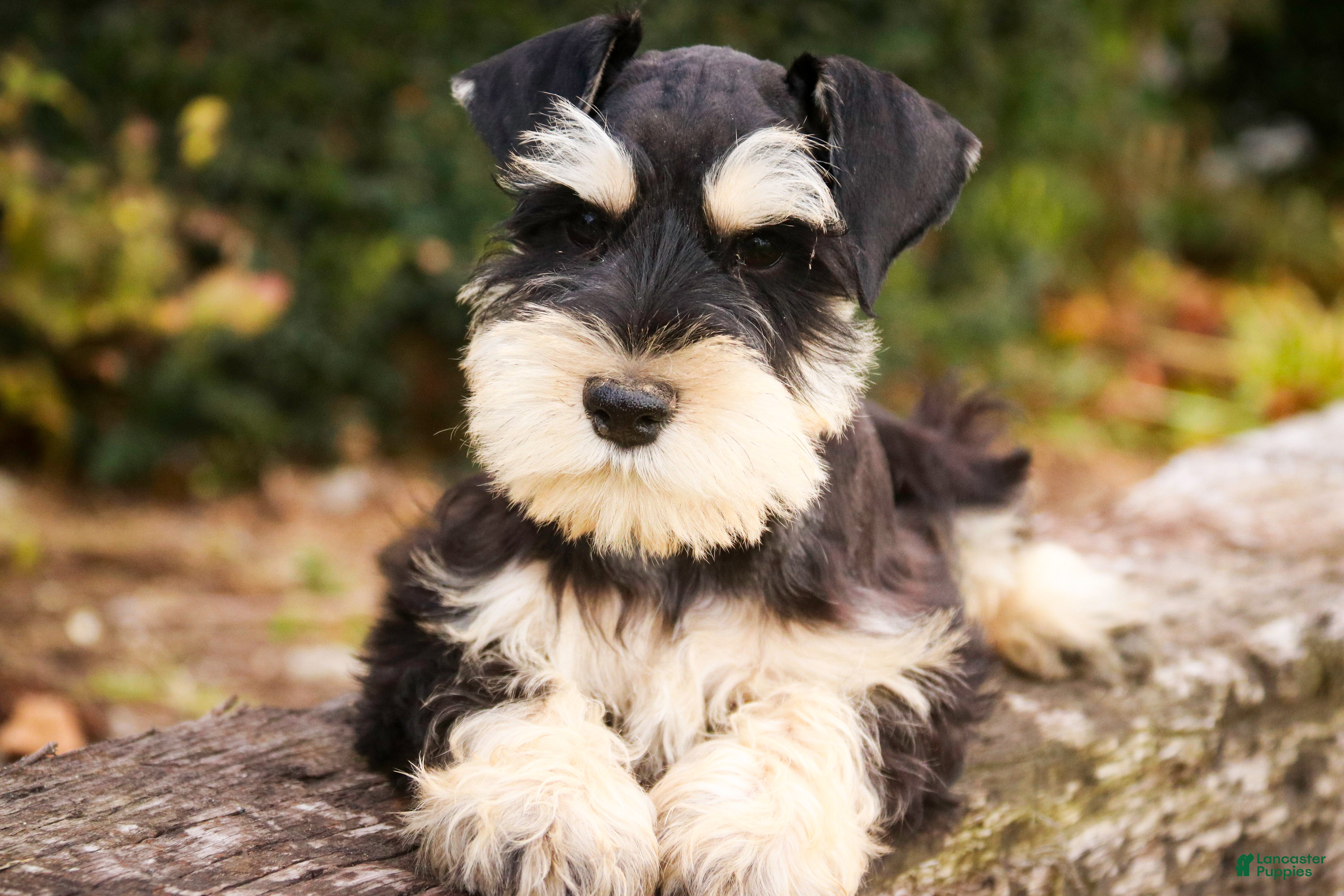 Miniature Schnauzer dogs Johann - Ad 31