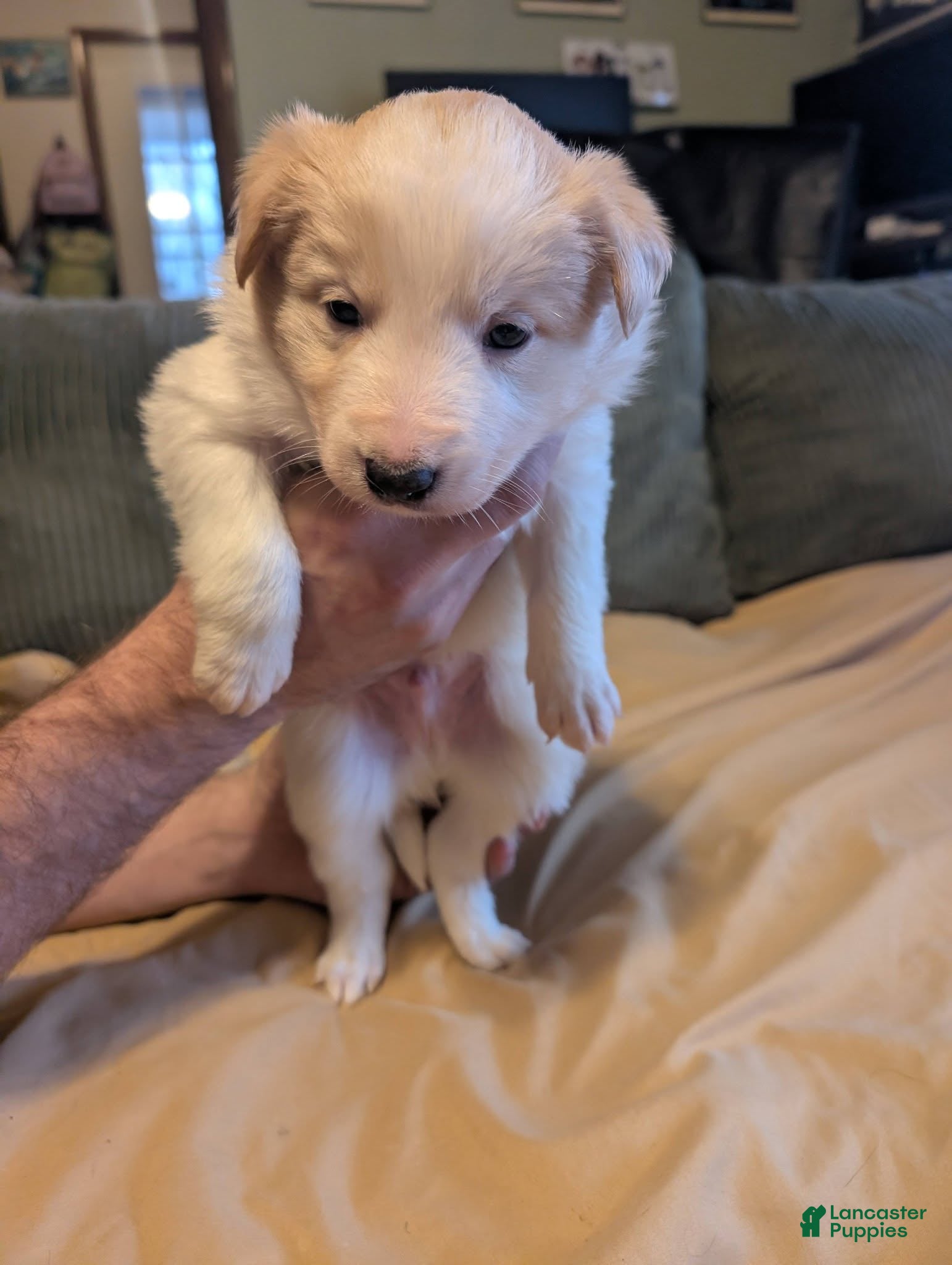 Border Collie dogs Male 3 - Ad 38