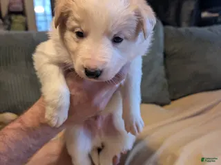 Border Collie dogs Male 3 - Ad 38