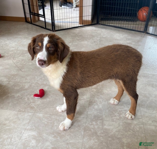 Australian Shepherd dogs Sparky - Ad 2