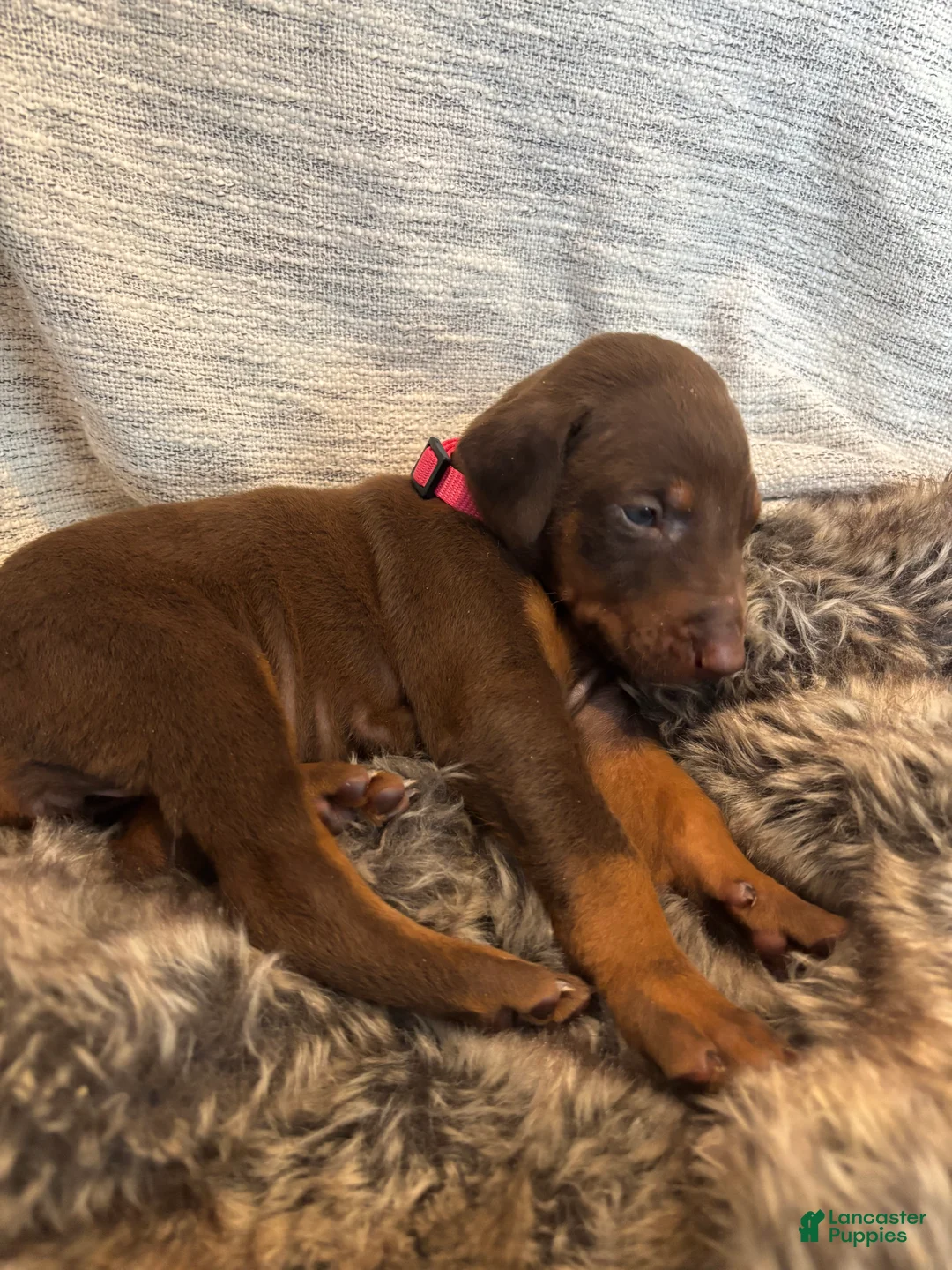 Doberman Pinscher dogs for sale: Diva - Ad 1