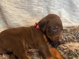 Doberman Pinscher dogs Diva - Ad 12