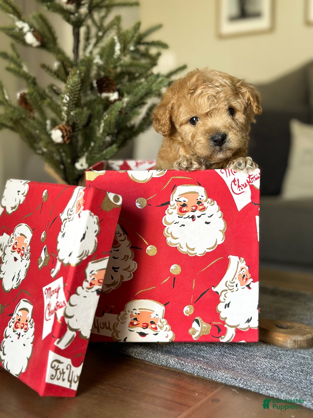 Cavachon dogs for sale: Cayenne - Ad 7