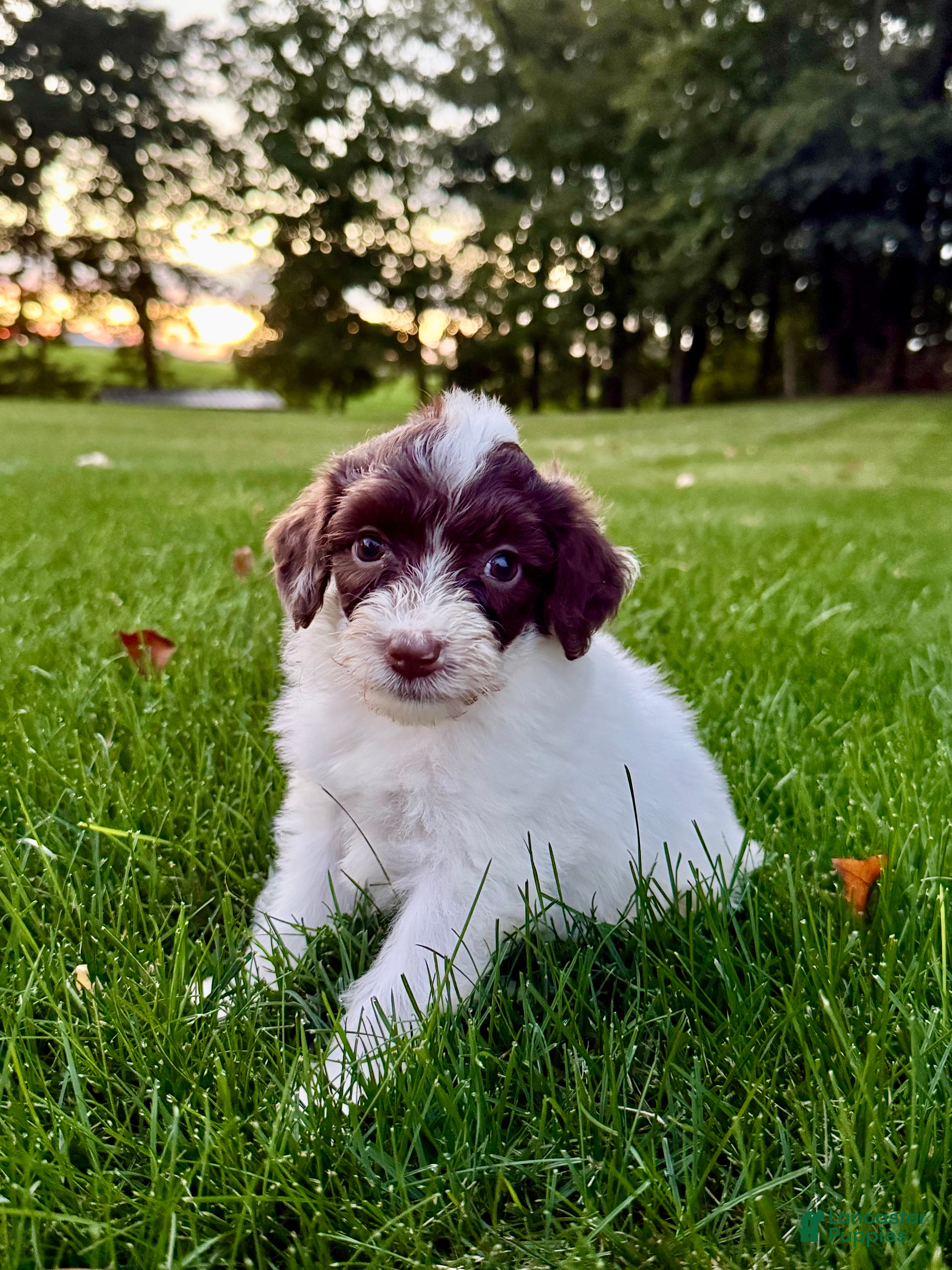 Portuguese Water Dog dogs Clover - Ad 1